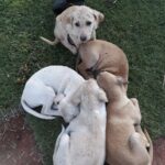 Cinque cuccioli abbandonati sul bordo della strada restano stretti insieme in attesa di aiuto