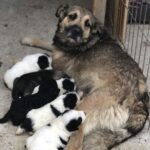 Cagnolina stremata protegge i suoi cuccioli contro un muro, poi qualcuno decide di fermarsi