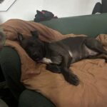 Aggredita durante una passeggiata, il cane si mette tra lei e l’uomo e la protegge