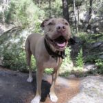 Sammy salvato da cucciolo dopo un brutale maltrattamento, ha vissuto 14 anni con la sua famiglia