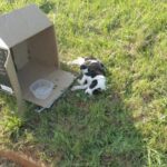Cucciolo abbandonato accanto a una scatola e una ciotola vuota, qualcuno si ferma e lo salva