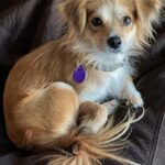 Oz trovato in condizioni terribili, tre anni dopo è un cane completamente rinato