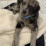 Cane scartato per il mantello insolito lascia il rifugio dopo un incontro decisivo