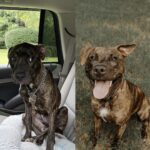 Lenny trovato sul ciglio della strada, un anno dopo è un cane completamente diverso
