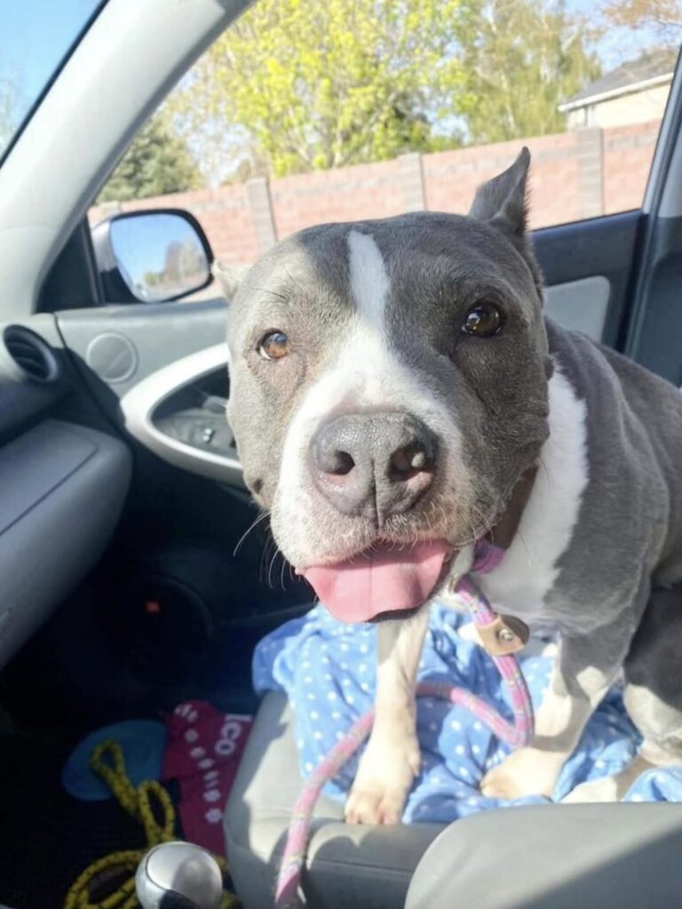 Era stato descritto come timido e bisognoso di tempo. Dopo poche ore nella nuova casa, il cane ha mostrato subito fiducia e tranquillità.