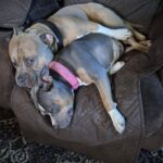 Mamma investita quando hanno due settimane, due cuccioli pit bull vengono salvati e cresciuti insieme