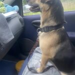 Jack trovato sul ciglio della strada sale subito in auto e trova una nuova famiglia