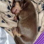Perde il cane dopo 17 anni, otto mesi dopo salva un cucciolo abbandonato