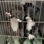 Due cuccioli aspettano dietro le sbarre del rifugio una famiglia che li scelga