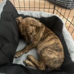 Adotta una cagnolina che nessuno voleva: «Dietro quegli occhi ho visto dolcezza»
