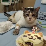Festeggia due anni dopo essere sopravvissuto a ferite gravissime
