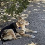 Da cucciola mise in fuga un ladro, sedici anni dopo la famiglia la saluta