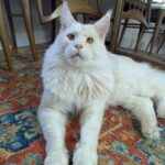 Gouda, da gatto denutrito e ferito a compagno inseparabile dopo un anno e mezzo