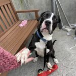 Abbandonata al rifugio per un appartamento senza animali, Bella trova una nuova famiglia