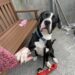 Lasciata al rifugio dopo il trasferimento della famiglia, Bella Swan smette quasi di mangiare. Poi una donna vede la sua storia e decide di adottarla. Il 28 gennaio 2023 per Bella Swan è cambiato tutto. La cagnolina è stata affidata al controllo animali dopo che la famiglia con cui viveva si era trovata costretta a trasferirsi in un appartamento nel quale non erano ammessi animali. Al momento della separazione, Bella Swan non poteva comprendere il motivo di quell’addio. È salita sul mezzo che l’avrebbe portata al rifugio e da quel momento ha perso improvvisamente le persone e gli ambienti ai quali era abituata. Una volta arrivata nella struttura, il suo comportamento ha preoccupato chi si occupava di lei. Mangiava pochissimo, tendeva a isolarsi e trascorreva molto tempo rannicchiata nel proprio spazio. Bella Swan si chiude in sé stessa dopo l’arrivo al rifugio Nei giorni successivi, operatori e volontari hanno cercato di starle vicino e di aiutarla ad adattarsi alla nuova situazione. La cagnolina, però, continuava ad attendere riferimenti che ormai non facevano più parte della sua quotidianità. La sua vicenda ha quindi cominciato a circolare rapidamente, accompagnata da una fotografia e dal racconto di quanto le era accaduto. Tra le persone che hanno conosciuto così la sua storia c’era Tracy, da sempre legata agli animali. Vedendo l’immagine di Bella, ha deciso che voleva incontrarla. “Lei è destinata a stare con me,” ha sussurrato. Tracy arriva al rifugio una settimana dopo È trascorsa appena una settimana prima che Tracy entrasse nel rifugio. Una volta raggiunta Bella, si è inginocchiata accanto a lei e le ha avvicinato lentamente una mano. La reazione della cagnolina è stata diversa da quella mostrata nei giorni precedenti: ha sollevato la testa e ha cominciato a scodinzolare. Quell’incontro si è trasformato nell’inizio della sua nuova adozione. Oggi Bella Swan vive con Tracy e la sua famiglia. Ha un letto tutto suo, uno spazio esterno nel quale muoversi e una quotidianità stabile. Ha ripreso a correre, giocare e cercare il contatto con le persone che la circondano. Dopo la separazione dalla prima famiglia e i giorni trascorsi in rifugio, la cagnolina ha così trovato una nuova sistemazione definitiva.