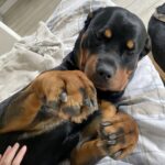 Rocky era stato riportato due volte al rifugio, poi qualcuno ha deciso di non arrendersi con lui