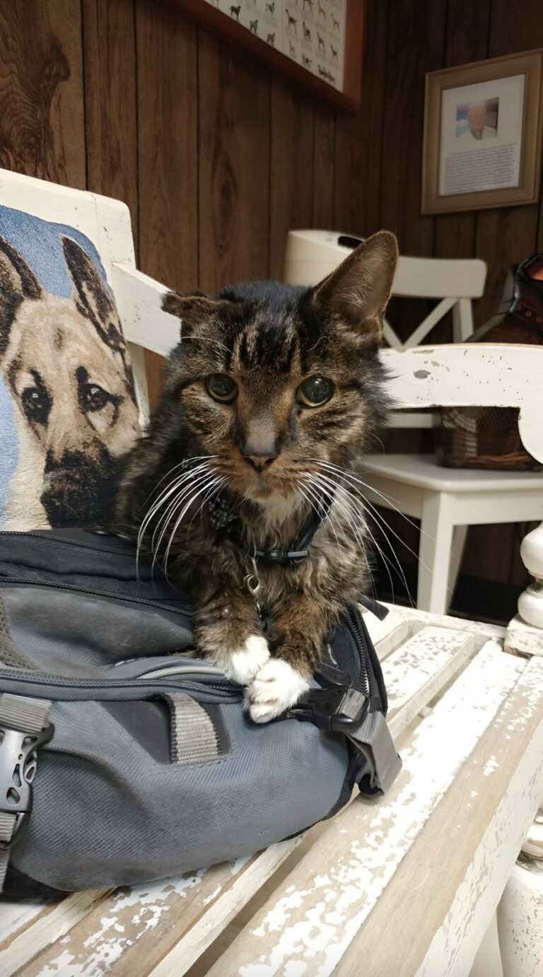 Anziano e spesso ignorato dagli adottanti, ha trovato una famiglia quando una donna ha scelto proprio lui tra tutti gli altri gatti. Aveva 15 anni e da molto tempo viveva in rifugio. Mentre i gatti più giovani venivano adottati, lui restava lì, sempre nello stesso ambiente, con il passo incerto e il manto ormai segnato dall’età. I volontari lo conoscevano bene e lo chiamavano “il vecchio saggio”, un soprannome nato dalla sua indole tranquilla e dalla pazienza con cui osservava ogni nuova persona entrare nella struttura. Non era un gatto che cercava continuamente attenzioni. Passava molto tempo a riposare, si avvicinava di tanto in tanto agli altri animali e poi tornava nel suo angolo. Ma ogni volta che arrivava una famiglia, si raddrizzava e guardava verso l’ingresso. Il gatto di 15 anni che nessuno sceglieva La sua storia precedente era poco chiara. Era stato trovato tempo prima in un cortile, magro, con la pelle rovinata e la voce roca. Non aveva collare né microchip e nessuno si era presentato per reclamarlo. Da allora era rimasto in rifugio. L’età, l’aspetto stanco e la presenza di tanti gattini più giovani rendevano difficile l’adozione. Le persone spesso si fermavano davanti agli altri box e proseguivano senza sceglierlo. Lui, però, continuava ad aspettare. Una donna si ferma davanti a lui La svolta è arrivata con l’ingresso di una coppia. La donna non si è diretta verso i gatti più giovani. Ha osservato la stanza e si è fermata davanti al vecchio tigrato. Lui è rimasto immobile per qualche istante, poi si è avvicinato. Quando la donna ha teso una mano, il gatto si è sollevato, ha appoggiato le zampe sulle sue ginocchia e ha iniziato a fare le fusa. Per i volontari è stato subito chiaro che tra i due si era creato un contatto particolare. L’adozione e la nuova vita fuori dal rifugio La donna e il marito hanno deciso di portarlo a casa. Dopo tanti anni trascorsi nel rifugio, il gatto ha così trovato un ambiente tranquillo, un cuscino morbido, una coperta e una presenza costante. Con il passare dei giorni ha iniziato a dormire più serenamente e a cercare più spesso il contatto. A 15 anni, dopo una lunga attesa e tanti adottanti passati oltre, ha finalmente lasciato il rifugio tra le braccia di qualcuno che aveva scelto proprio lui.