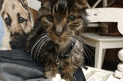 Per anni era rimasto in rifugio mentre gli animali più giovani venivano adottati. Poi una coppia ha deciso di scegliere proprio lui.