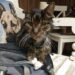 Per anni era rimasto in rifugio mentre gli animali più giovani venivano adottati. Poi una coppia ha deciso di scegliere proprio lui.