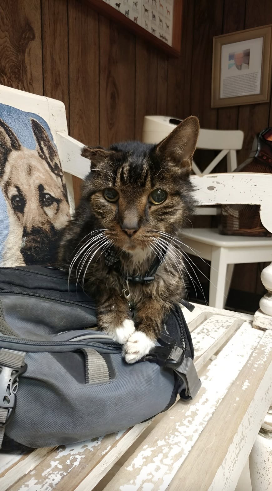 Per anni era rimasto in rifugio mentre gli animali più giovani venivano adottati. Poi una coppia ha deciso di scegliere proprio lui.