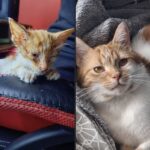 Trova un gattino agonizzante sul marciapiede e lo salva: due anni dopo è inseparabile da lui
