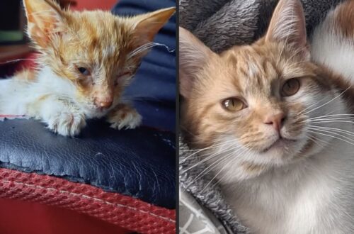 Trova un gattino allo stremo sul marciapiede e decide di portarlo a casa Era disidratato, sottopeso e infestato dalle pulci. Due anni dopo, quel randagio è diventato un compagno inseparabile. Sembrava quasi confondersi con il marciapiede: piccolo, immobile e tremante. Chi lo ha trovato non aveva mai avuto un gatto e non pensava di adottarne uno, ma davanti a quelle condizioni ha deciso di fermarsi. Il gattino è stato raccolto con attenzione e portato a casa. Quella stessa notte ha dormito avvolto in una coperta, sulle ginocchia della persona che lo aveva appena soccorso, mentre veniva cercato un veterinario disponibile per un intervento urgente. Nonostante la debolezza, durante le carezze il piccolo ha iniziato a fare le fusa. Il gattino trovato sul marciapiede era gravemente disidratato La visita veterinaria ha confermato una situazione delicata. Il gattino era gravemente disidratato, sottopeso e infestato dalle pulci. Le sue condizioni richiedevano cure, ma secondo il veterinario c’erano possibilità di recupero. È così cominciato un percorso fatto di farmaci, alimentazione, calore e assistenza costante. I miglioramenti sono arrivati lentamente, giorno dopo giorno. Con il passare del tempo il gattino ha recuperato energie e ha iniziato a muoversi liberamente per casa. Ha cominciato a seguire il suo nuovo proprietario da una stanza all’altra, a giocare con i lacci delle scarpe e a cercare sempre più spesso la sua vicinanza. Due anni dopo il randagio è diventato parte della casa Quasi due anni dopo quel ritrovamento, la situazione è completamente cambiata. Il gatto viene descritto oggi come sano, curioso e particolarmente affettuoso. Aspetta il rientro del suo proprietario vicino alla porta, richiama l’attenzione quando ha fame e ogni sera si addormenta accanto a lui. Un rapporto nato senza alcuna programmazione e in circostanze del tutto inattese. «Non avevo intenzione di adottare un gatto quel giorno. Ma sono così grato di averlo fatto. Forse era lui ad aver bisogno di me — ma non sapevo quanto, in realtà, io avessi bisogno di lui».