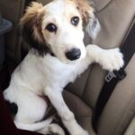 Trovato legato e spaventato, il cane viene visitato e accolto definitivamente