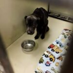 Dal divano di casa alla gabbia del rifugio, cosa può vivere un cane abbandonato