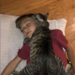 Il gatto randagio incontra un bambino e da quel giorno resta sempre accanto a lui
