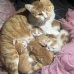 Gatta trovata in un vicolo con sei cuccioli, tutta la famiglia viene portata al sicuro