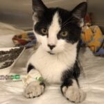 Gattino trovato malato e senza forze, in clinica ricomincia lentamente a vivere