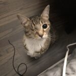 Gatto con un solo occhio ignorato al rifugio, poi qualcuno decide di adottarlo