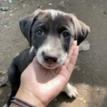 Trova un cucciolo solo in un parco, lui gli posa la testa sulla mano e non si separano più
