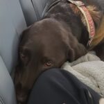 Adotta il cane più anziano e malato del rifugio: «Questo è il mio cane»