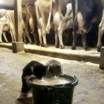 Due gattini entrano in una stalla per bere latte e trovano una casa tra le mucche