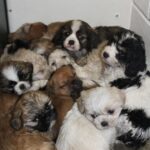 Cuccioli trovati ammassati al freddo, dopo il salvataggio tornano a giocare