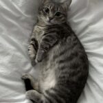 Era nascosta al freddo sotto una macchina, oggi la gattina cerca carezze e dorme sul cuscino