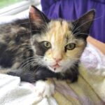 Trovano una gattina in un fossato mentre vanno a scuola: la chiamano Coco Muffin