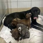 Abbandonata incinta, partorisce in rifugio e ora aspetta una casa con i suoi cuccioli