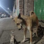 Cane e gattino si incontrano di notte sul marciapiede, nasce una scena inattesa