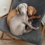 Due cani appena salvati restano abbracciati: ora cercano una seconda possibilità