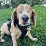 Serviva più attenzione e nessuno lo sceglieva: ora il cane cieco vive in famiglia