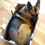 Rex abbandonato dopo un trasloco, al rifugio dorme dentro una scatola di cartone