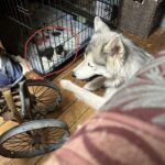 Durante l’incendio il cane trova un gattino smarrito e lo porta al sicuro
