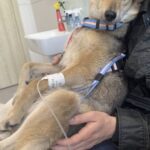 Il cane è molto malato, il suo umano resta accanto a lui fino alla fine