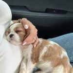 Trova un cucciolo solo per strada e lo porta a casa: poche ore dopo dorme sereno