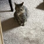 Buffy guarisce dalla zampa, ma continua a zoppicare quando vede arrivare i crocantini