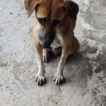 Trova un cane immobile sul bordo della strada e decide di portarlo a casa