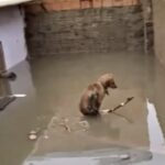 Cagnolina cerca disperatamente i suoi cuccioli tra le acque dell’alluvione, scattano i soccorsi
