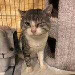 Ha perso un occhio, ma non la voglia di fidarsi: la nuova vita di un gatto sopravvissuto